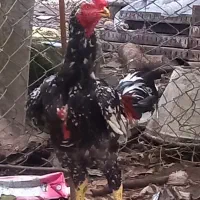 خروس لاری اصیل|حیوانات مزرعه|نشتارود, |دیوار