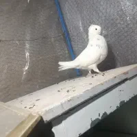 کبوتر|پرنده|سمنان, |دیوار