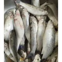 بیاح