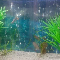 اکواریوم شرکتی با میز نیم دایره ماهیران