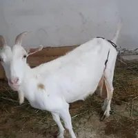 بزسانن