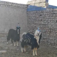 دوراس بزغاله نر|حیوانات مزرعه|تهران, افسریه شمالی|دیوار