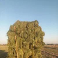 فروش یونجه درجه یک