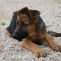 فروش ۶ قلاده توله سگ ژرمن|سگ|کاشان, امیرکبیر|دیوار