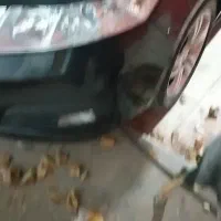 سگ گمشده|حیوانات|مشهد, کوی سیدی|دیوار