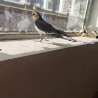 عروس هلندی نر|پرنده|تربت جام, شهید نصرالهی|دیوار