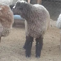 بره قوچی دوبر هیکل درشت ۸ماهه