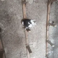 بهبهانی درجه یک