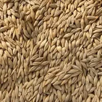 بذر جو جلگه