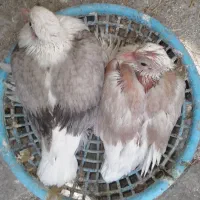 جفت جوجه کبوتر نقش دوکت برای  دستی شدن|پرنده|یزد, |دیوار