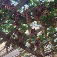 پیوند زنی و خدمات کشاورزی