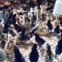 جوجه جوجه جوجه