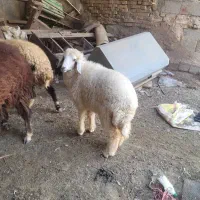 یک عدد بره ماده اهواز کوت عبدالله|حیوانات مزرعه|کارون, |دیوار