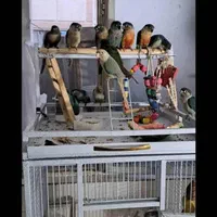 حراج انواع عروسهلندی.گیرینچیک.برزیلی.سرلاکی تاجفت|پرنده|اندیشه, شهرک مریم|دیوار
