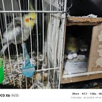 عروس هلندی با تخم و جوجه|پرنده|مشهد, کشف|دیوار