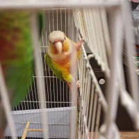 گرینچیک|پرنده|رشت, چله خانه|دیوار