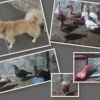 فروش فوری قوغاز وبوقلمون خروس لهستانی وسگ نر