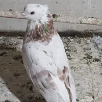 کبوترسرورکاکلی پاچکمه
