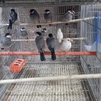 جوجه قناری و انواع پرنده های زینتی