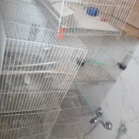 قفس ۵۰ سانتی