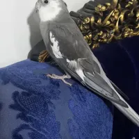 گمشدن یک طوطی عروس