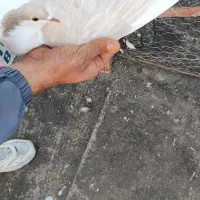 ۷تا ماده رنگی|پرنده|اسفراین, |دیوار