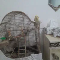 عروس هلندی سخنگو