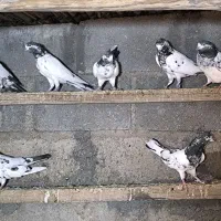 کبوتر تیدی|پرنده|بیکاه, |دیوار