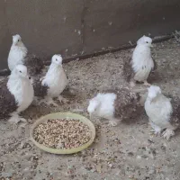 کبوتر جکسون123|پرنده|شیراز, تندگویان|دیوار