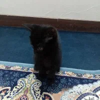 بچه گربه dsh واگزاری