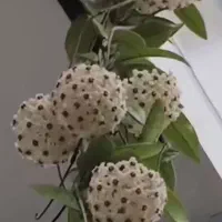 گل هوایا زیبا