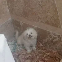 شیتزو سوپر فلت سایز کوچک|سگ|کرمان, |دیوار