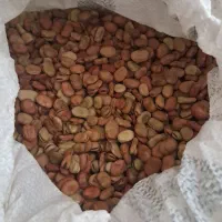 باقالا