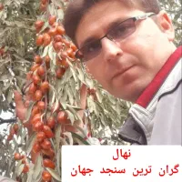 ایده کسب درآمد میلیاردی از احداث باغ سنجد صادراتی