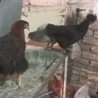 مرغ سیاه رسمی تازه تخم گلپایگانی|حیوانات مزرعه|قم, نخودی|دیوار