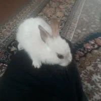 دوعدد خرگوش نازو کوچولو دانه ۲۰۰