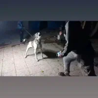 سگ نگهبان|سگ|مشهد, سیس‌آباد|دیوار