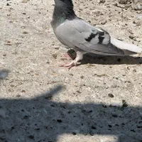 دم سفید
