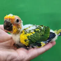 جوجه سرلاکی طوطی خورشیدی (سان کانور)