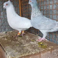 جفت موش درحه یک بشرط|پرنده|دزفول, |دیوار