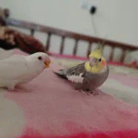 عروس هلندی