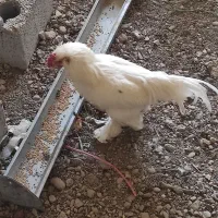 خروس گلین و مرندی سفید|حیوانات مزرعه|نجفآباد, مزرعه طالب|دیوار