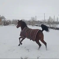 کره مادیان عرب دوخون