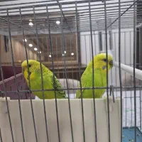 مرغ عشق با بچه فقط ۶۸۰هزار تومان