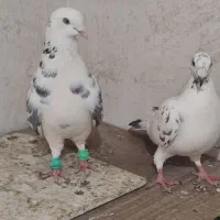 کبوتر فروشی