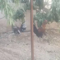 خروس محلی گلین اصل|حیوانات مزرعه|شیراز, ویلاشهر|دیوار