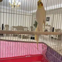 عروس هلندی نر ۱۸ ماهه