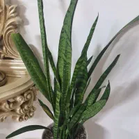 گل و گلدان سانسوریا سرحال