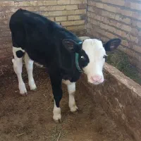 گاو اصیل هلشتاین|حیوانات مزرعه|سجاس رود, |دیوار