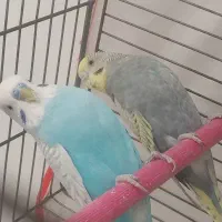 جفت مرغ عشق